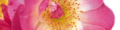 The RNRS (Royal National Rose Society), Founded in 1876